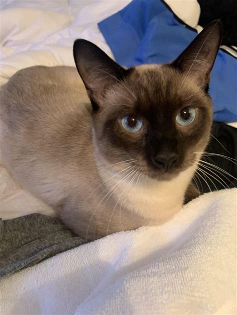 My cute meezer : cats