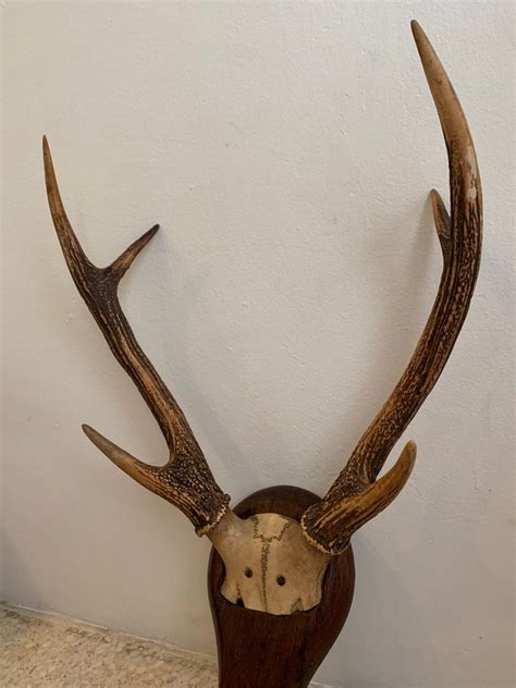 Tanduk Rusa, Hobbies & Toys, Collectibles & Memorabilia, Vintage ...