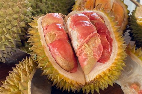 enam kecamatan penghasil durian merah banyuwangi rricoid