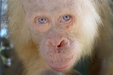 Rare albino orangutan rescued on Borneo island - Environment - The ...