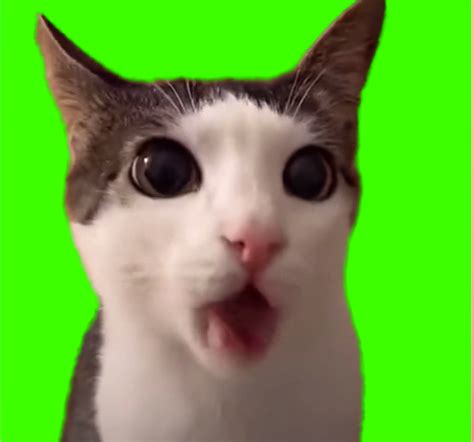 crunchy cat meme green screen crunchy cat meme green screen green ...