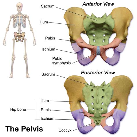 Pubic symphysis anatomy & pubic symphysis separation causes & treatment