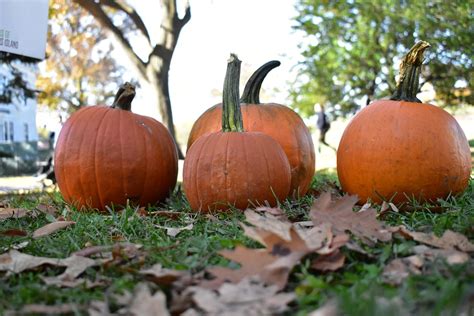 Pumpkins Halloween Decoration - Free photo on Pixabay