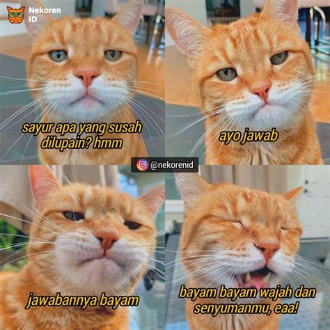 wajah kucing lucu meme meme oyoy mania