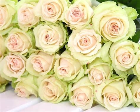 Роза Марципан — где купить в СПБ? 5 предложений от 40 см в mart812.ru