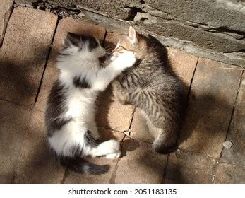 raccoon fighting shutterstock