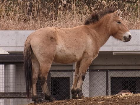 mas tamanos przewalskis wild horse equus ferus przewalskii