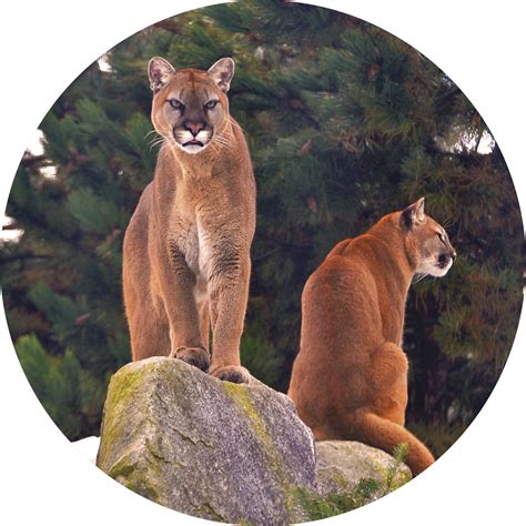 Continue Shopping – Cougar Mountain Zoo