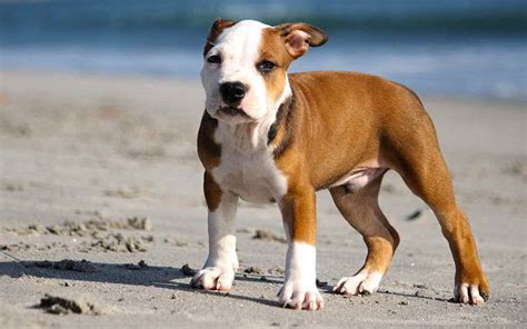 Female Pit Bull Puppy Names