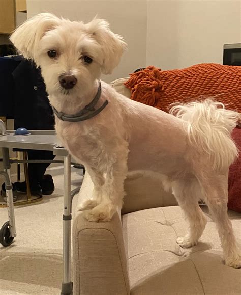 Mix Maltese