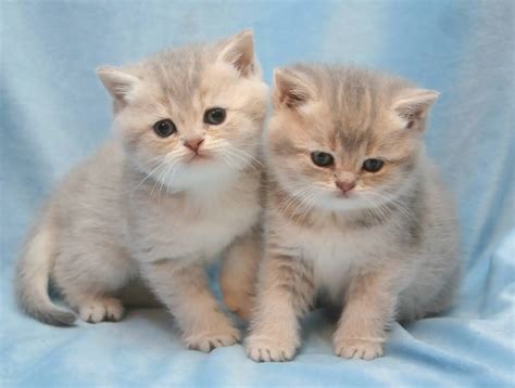burlea british shorthairs british shorthair breeder  yorkshire