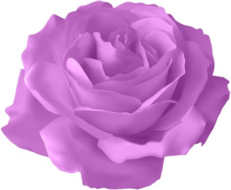 Purple Rose Transparent PNG Clip Art Image | Rose, Purple roses, Beautiful rose flowers