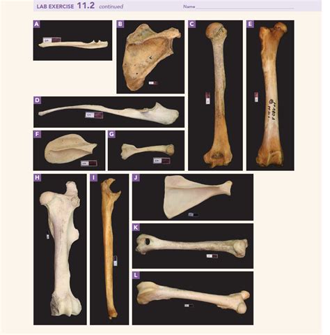 solved station  bone identification   exercise  cheggcom
