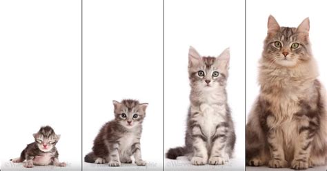 This Morphing Timelapse from Kitten to Adult is Internet Catnip ...