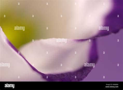 eustoma lisianthus Stock Photo - Alamy