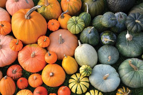 Your Guide to Fall Festivals – Essential Living