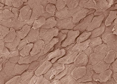 human skin cells photograph  mark mcclendon pixels