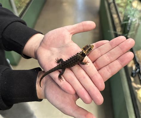 baby red eyed crocodile skink red eye crocodile skink  sale