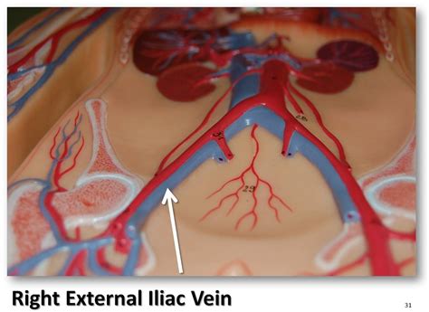 pacemaker cell  jt steiner