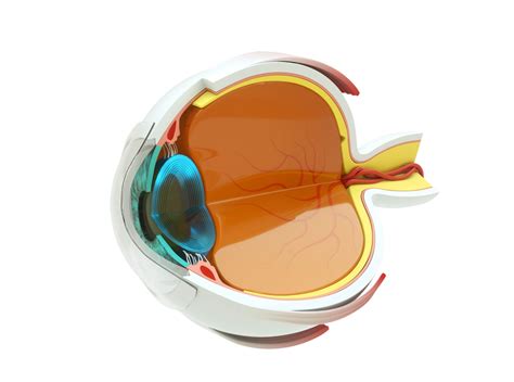 retinal vessel arteryvein occlusion queensland eye retina