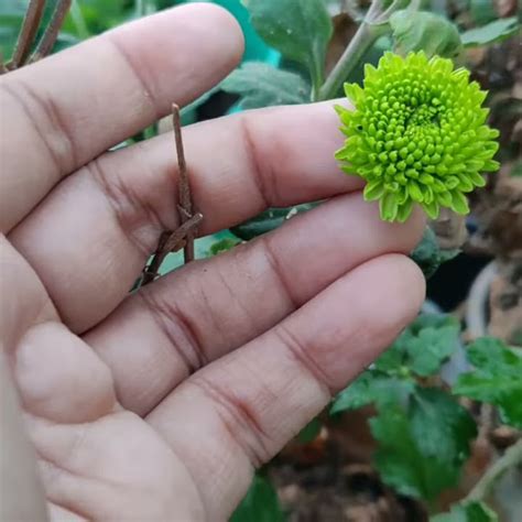grow chamanthi flower plants