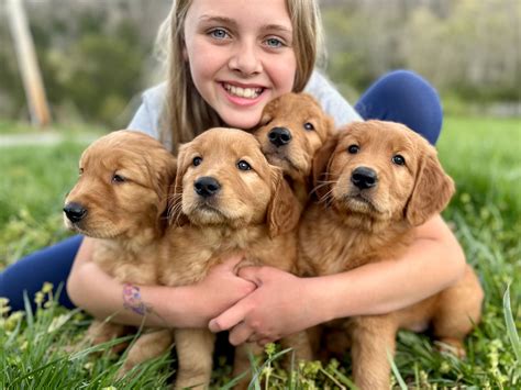 Golden Retriever Puppies - Growing Great Goldens