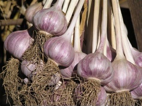 Чеснок / Стрелки чеснока / Полив чеснока / Garlic - YouTube