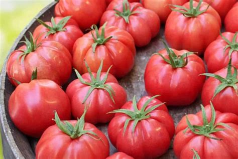 beefsteak tomato varieties + uses - Arad Branding