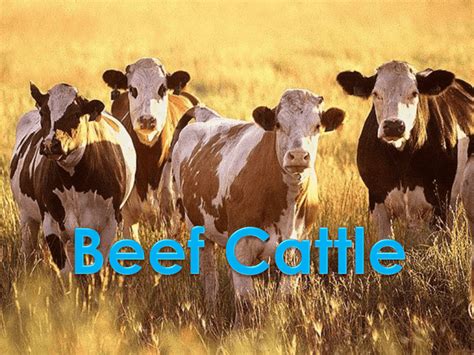 beef cattle production