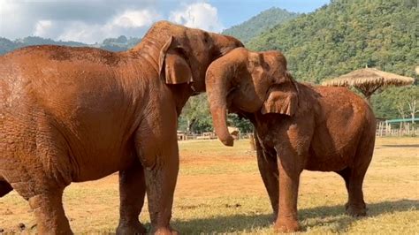 Elephant Nature Park News - A special moment between friends