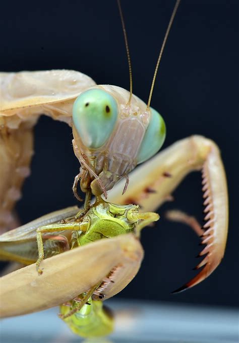 Sphodromantis viridis | Ralf Bauer | Flickr