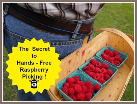 Picking Raspberries - Simple Tips for How to Harvest Raspberries