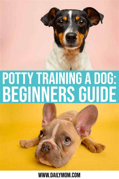 Potty Training A Dog: Easy 4 Step Guide » Learn How!