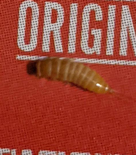 Larva of a beetle - Dermestidae - PEST CONTROL CANADA