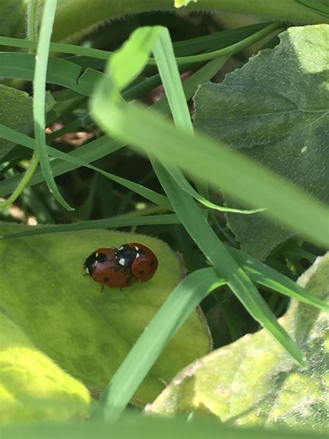 Ladybugs getting down and dirty : r/mildlyinteresting