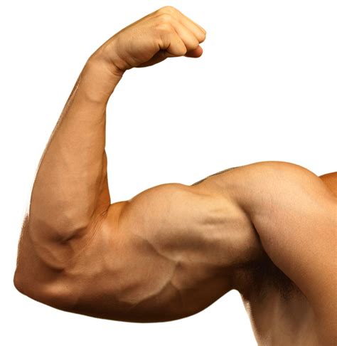 diagram diagram  muscles mydiagramonline