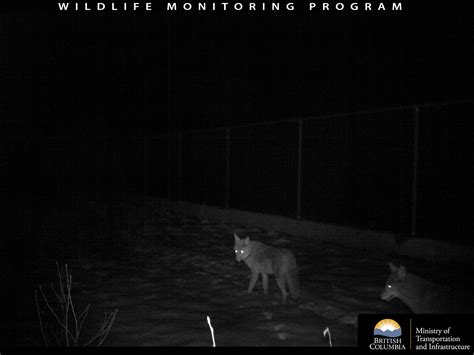 This Caltrans Live Cam captures a surprising wild animal crossing 18