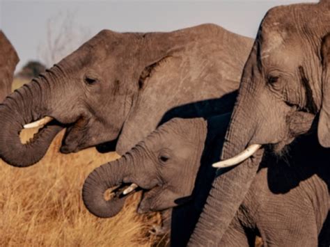 kaza kavango zambezi transfrontier conservation area