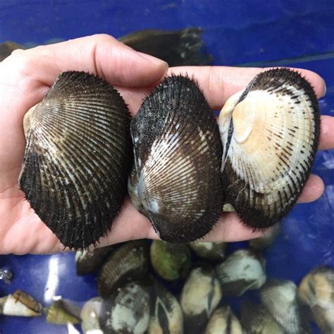 long  song vua hai san gia  tot nhat