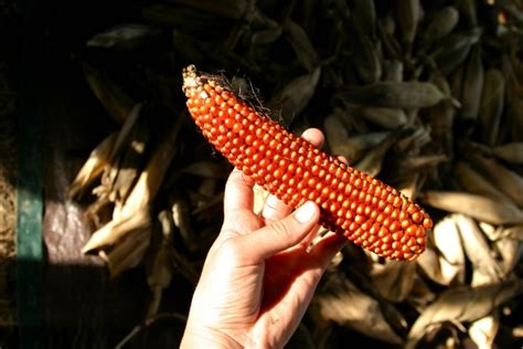 floriana red flint corn seeds corn seedwisecom