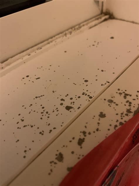 Are these bug droppings or just dirt? Found all around one window : r