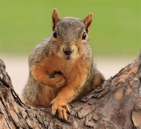 2 Types of Squirrels That Live in Yukon! (2024) - Bird Watching HQ