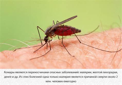 Откуда берутся комары: комариные «малины», инкубаторы для личинок и ...