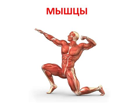 Анатомия человека. Мышцы - презентация онлайн