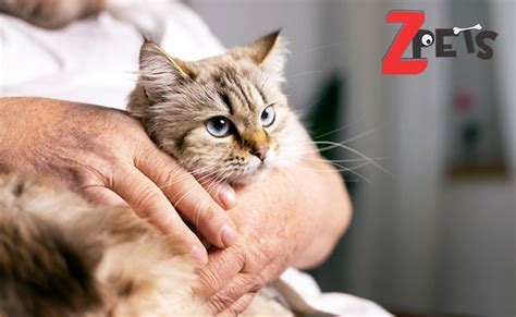 Вътрешно обезпаразитяване на котка: Какво трябва да знаете - Zpets.bg