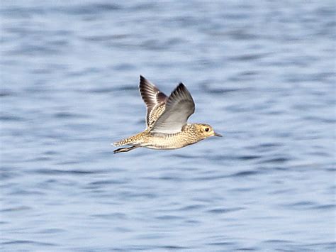 Сивка звичайна (Pluvialis apricaria)