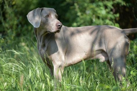 What You Need to Know About Weimaraners - Critter Culture