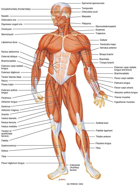muscles    human body    muscles work ency
