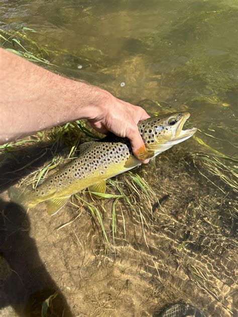 Bait porn and some catches : r/BFSfishing