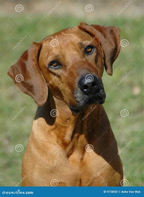 Rhodesian Ridgeback Rhodesian Ridgeback Dog Compl 6